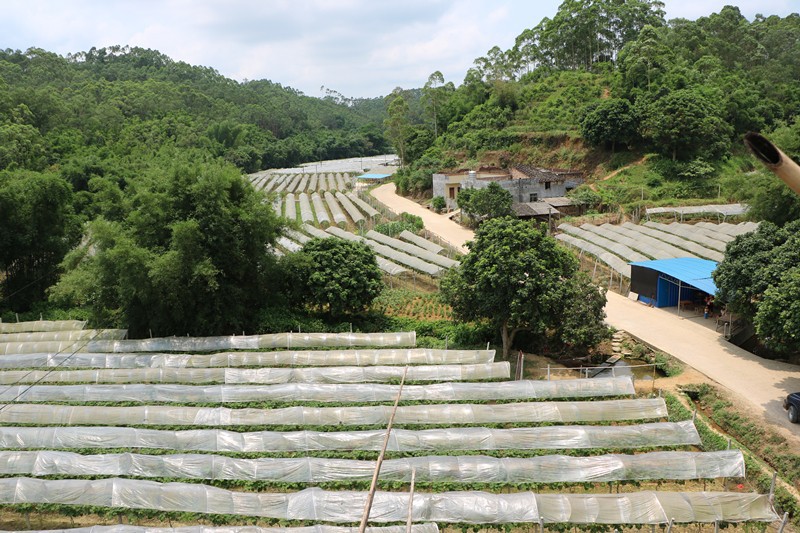 图五：塘寨村的泉水有机葡萄观赏基地_副本.jpg